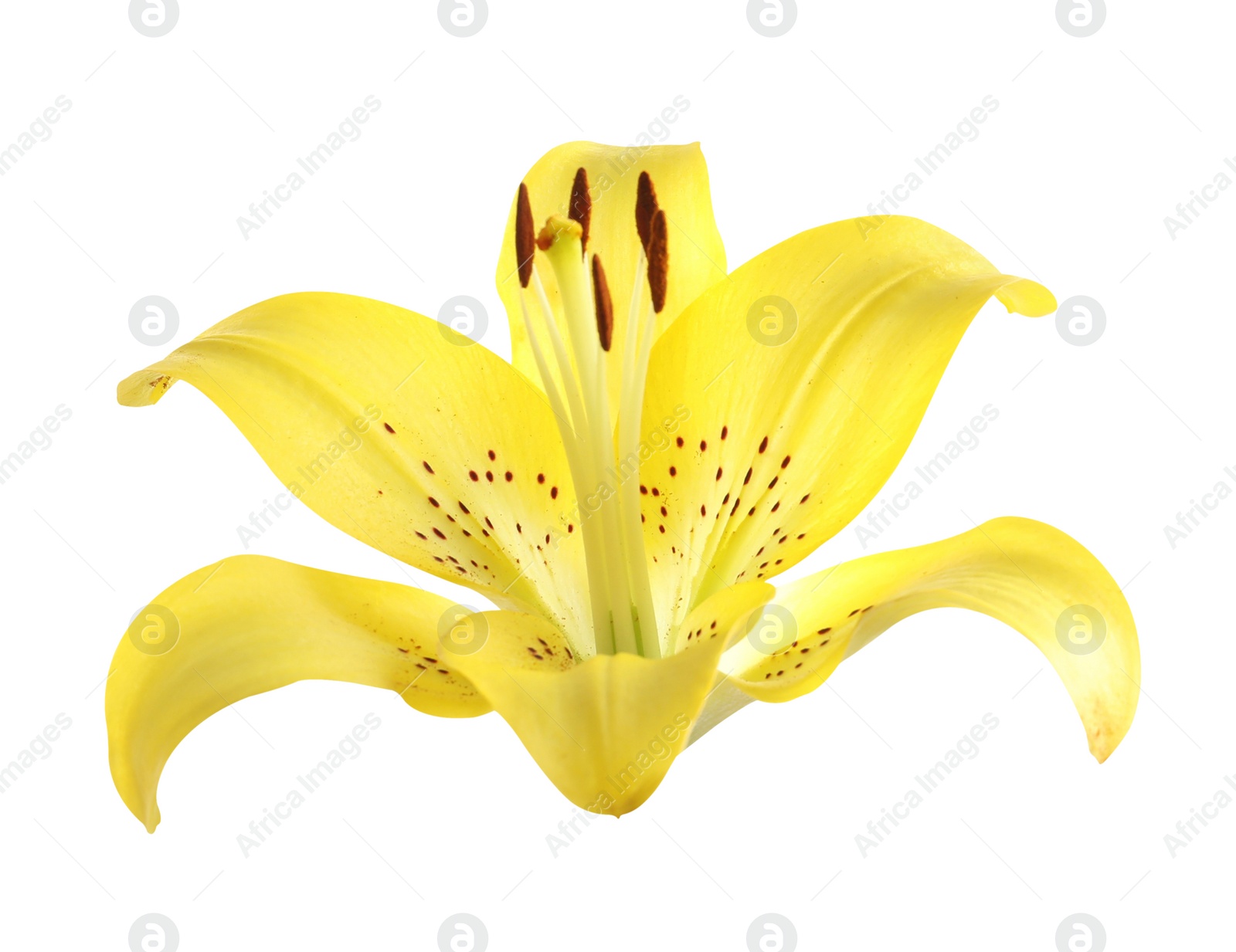 Image of Beautiful blooming yellow lily flower isolated on white