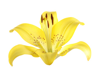 Image of Beautiful blooming yellow lily flower isolated on white