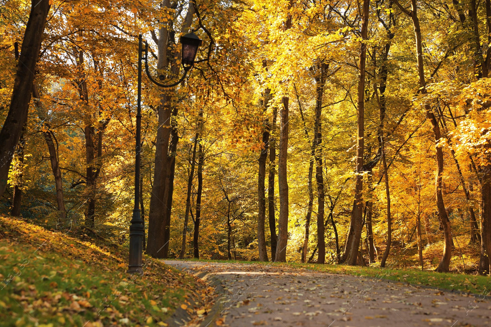 Photo of Pathway, fallen leaves and trees in beautiful park on autumn day