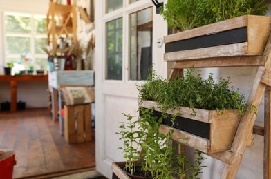 Photo of Wooden rack with home plants near shop, space for text