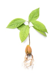 Photo of Young avocado sprout with leaves on white background, top view