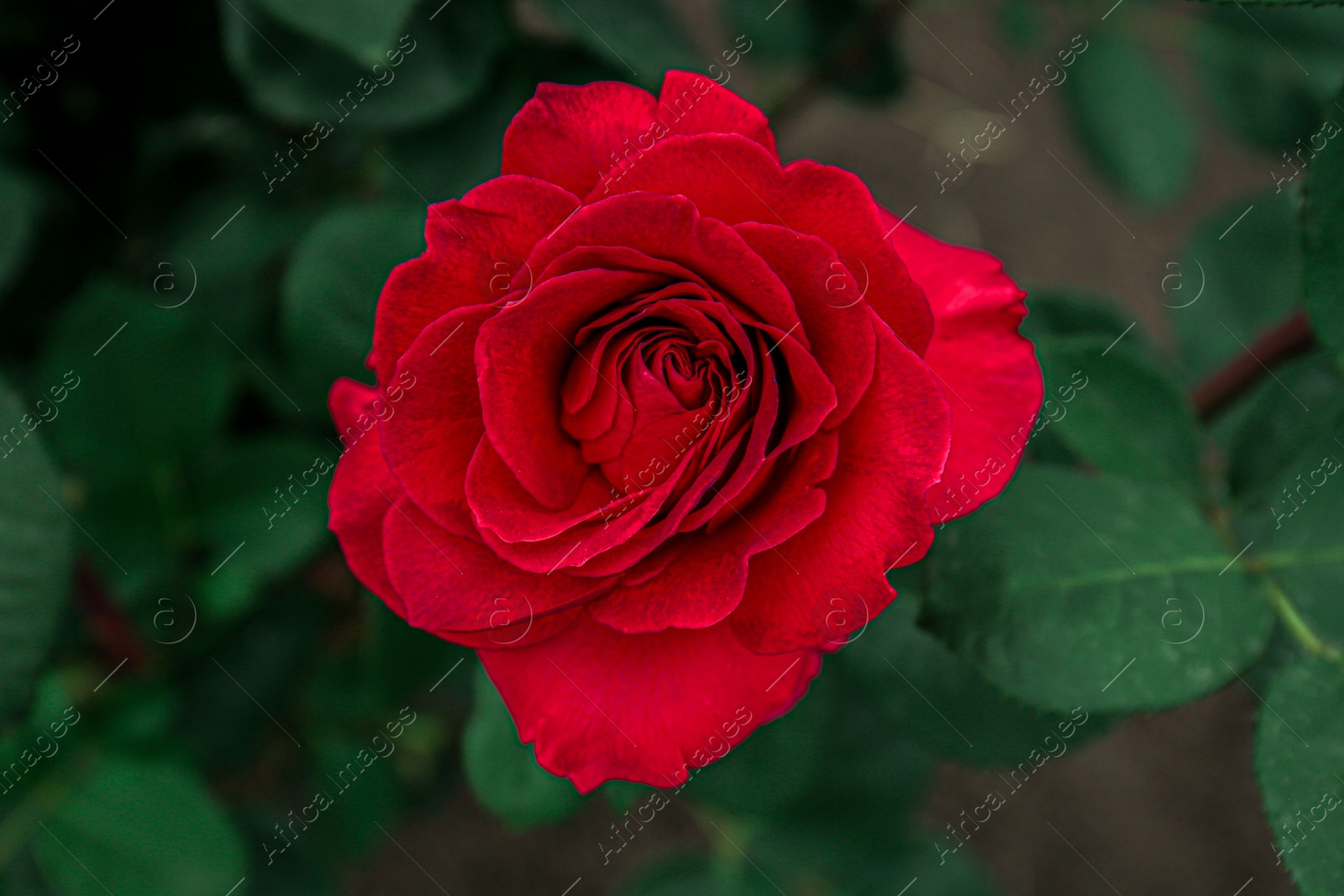 Photo of Closeup view of beautiful blooming rose bush outdoors