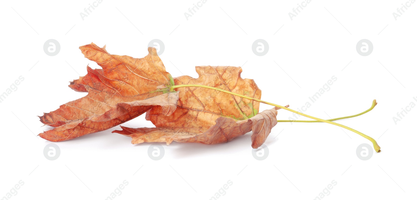 Photo of Dry leaves on white background. Autumn season