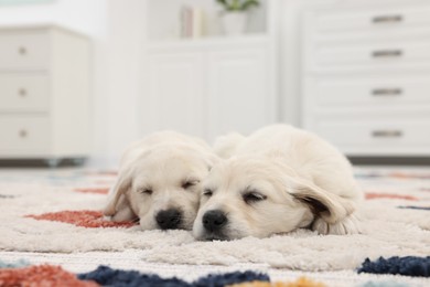 Photo of Cute little puppies lying on carpet at home