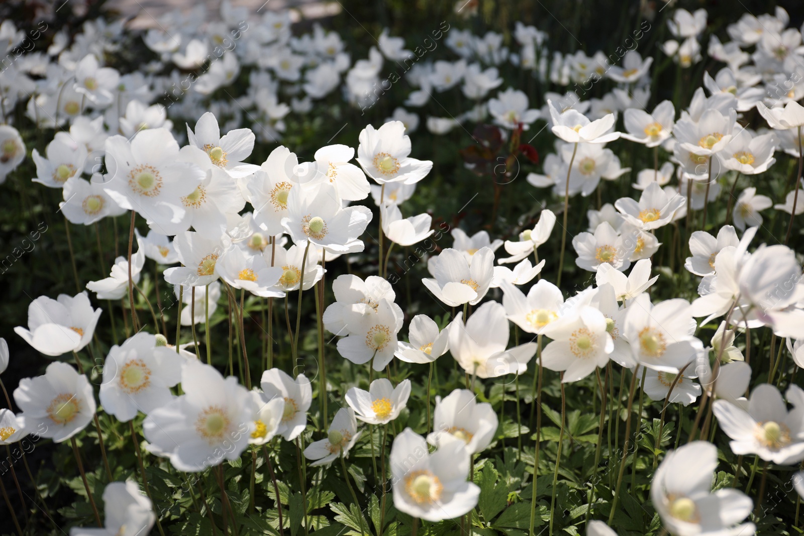 Photo of Beautiful blossoming Japanese anemone flowers outdoors on spring day