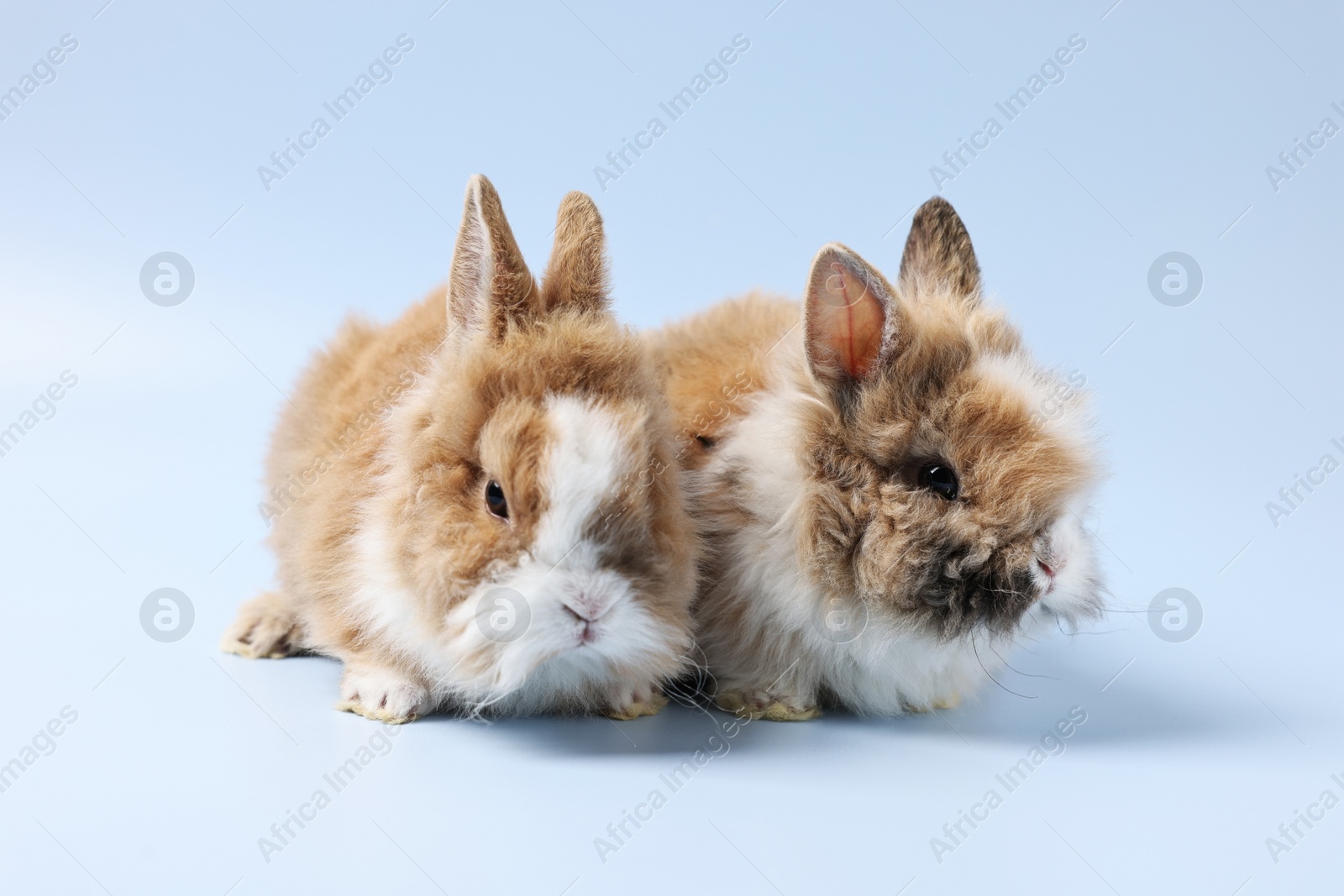 Photo of Cute little rabbits on light blue background