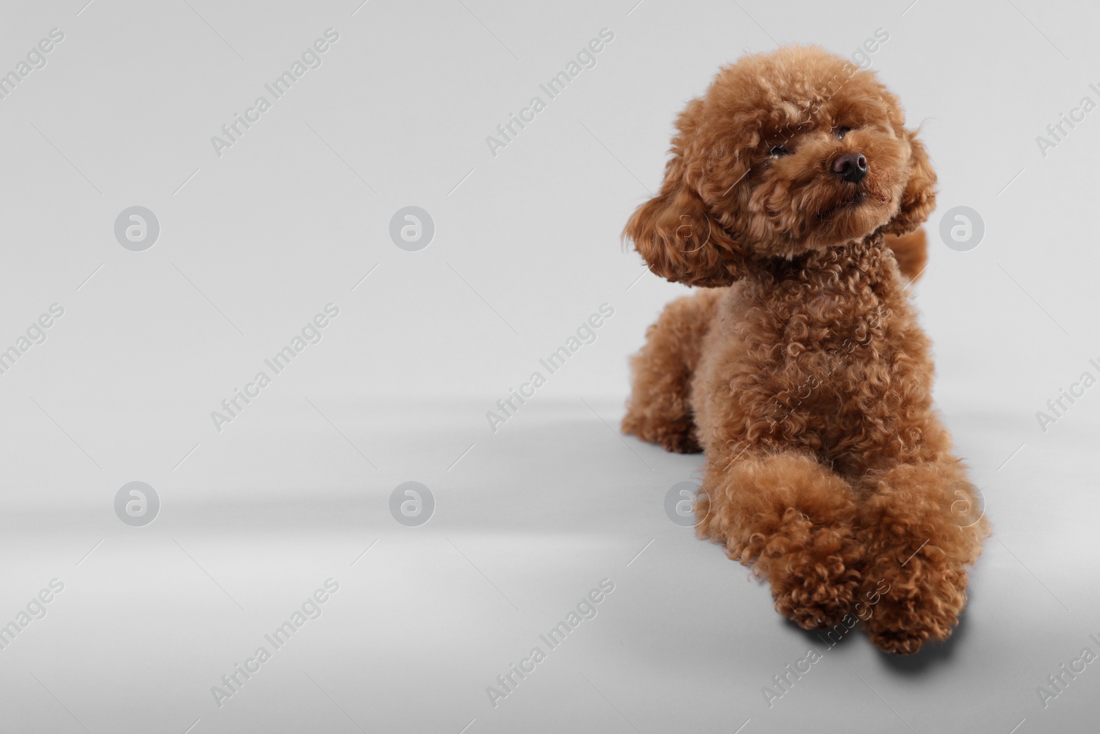 Photo of Cute Maltipoo dog on light grey background, space for text. Lovely pet