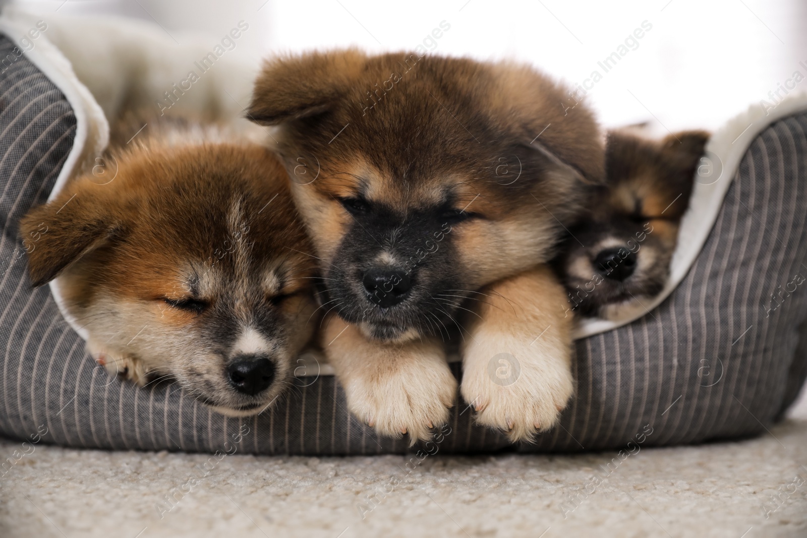 Photo of Adorable Akita Inu puppies in dog bed indoors