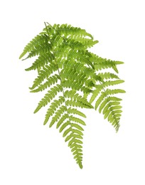 Beautiful tropical fern leaves on white background