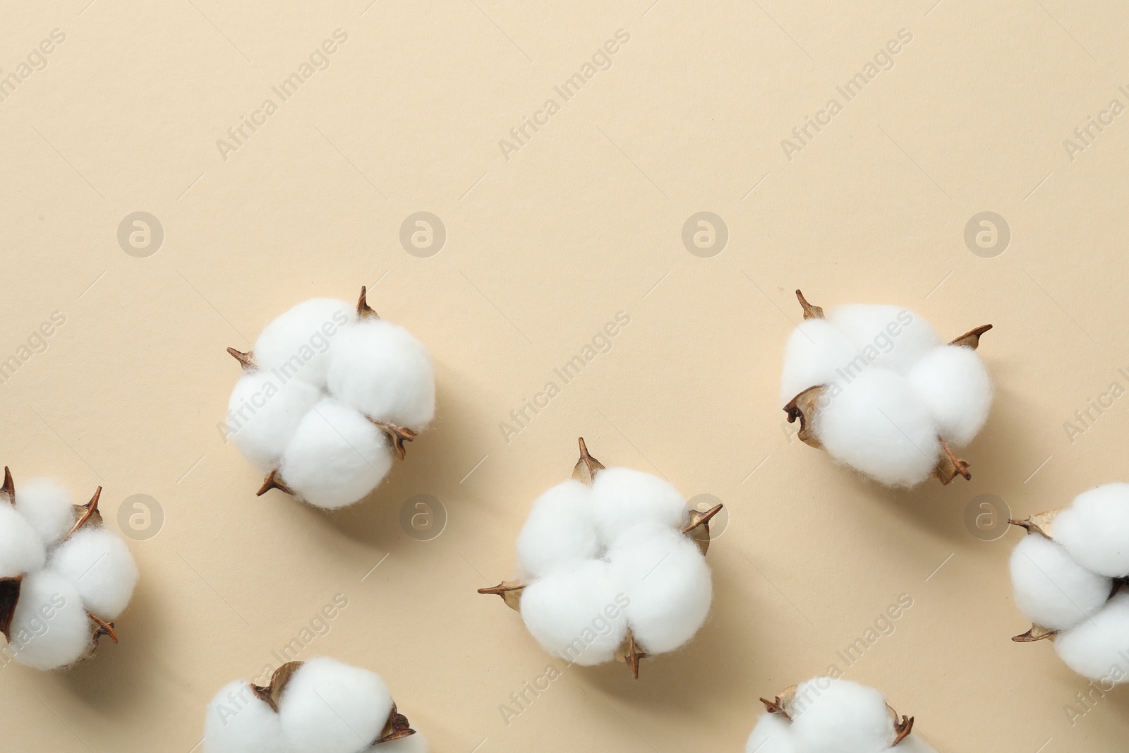 Photo of Fluffy cotton flowers on beige background, flat lay. Space for text