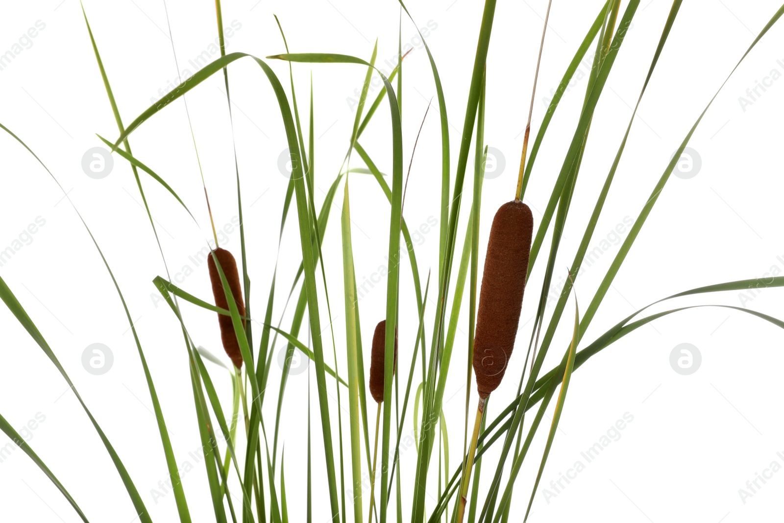 Photo of Beautiful reeds with catkins on white background