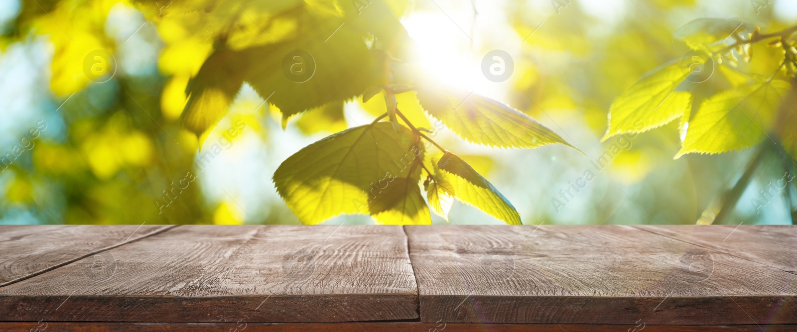 Image of Wooden table and tree branch with green leaves on sunny day. Springtime