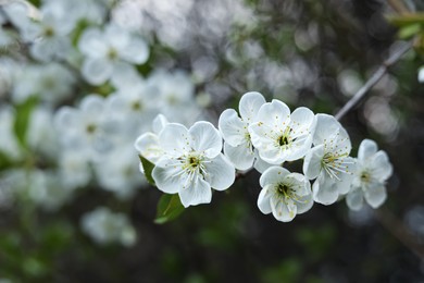 Branch of beautiful blossoming tree outdoors, closeup. Spring season