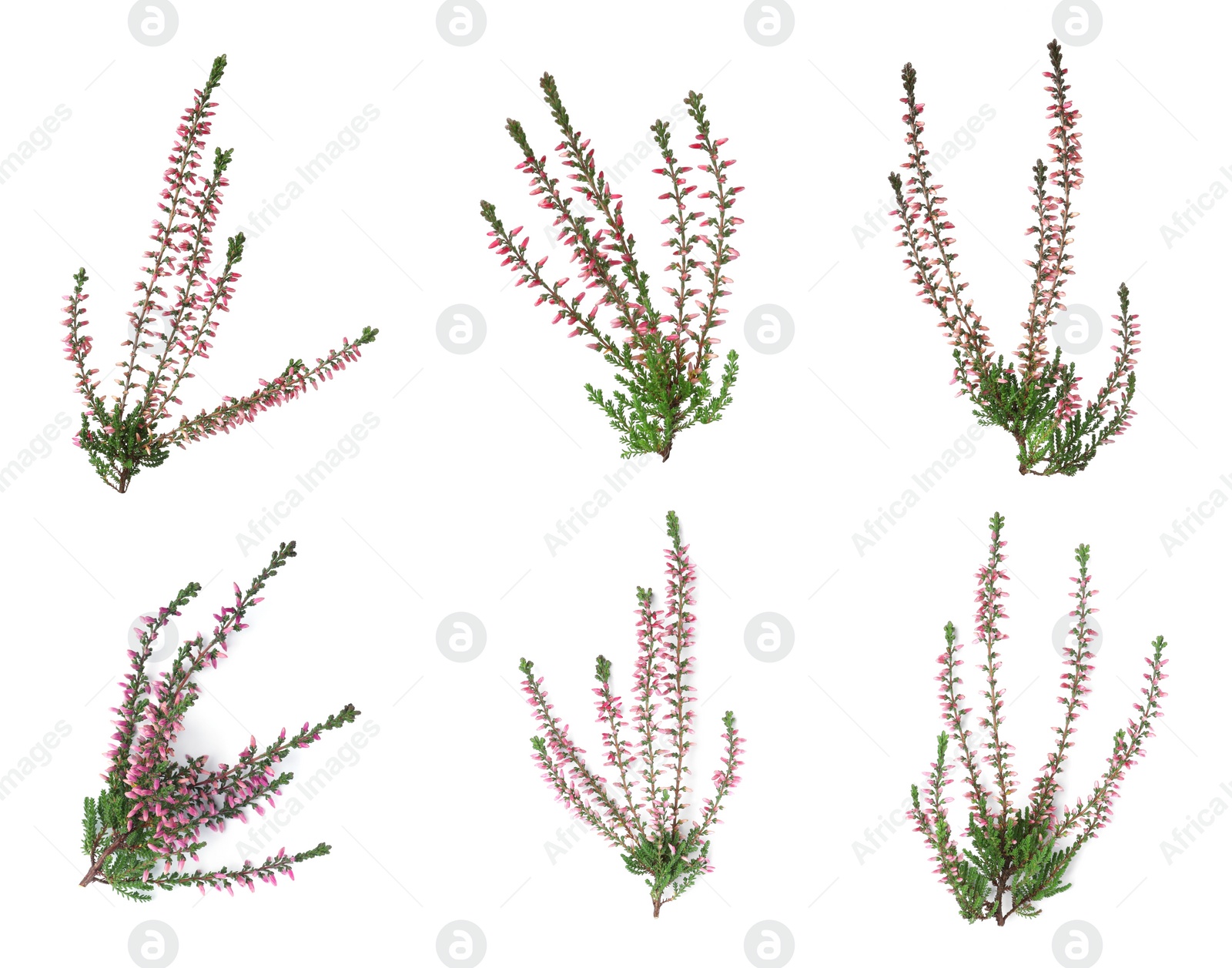 Image of Heathers with beautiful flowers on white background, collage