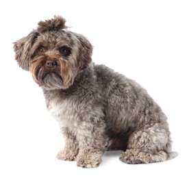 Photo of Cute Maltipoo dog on white background. Lovely pet