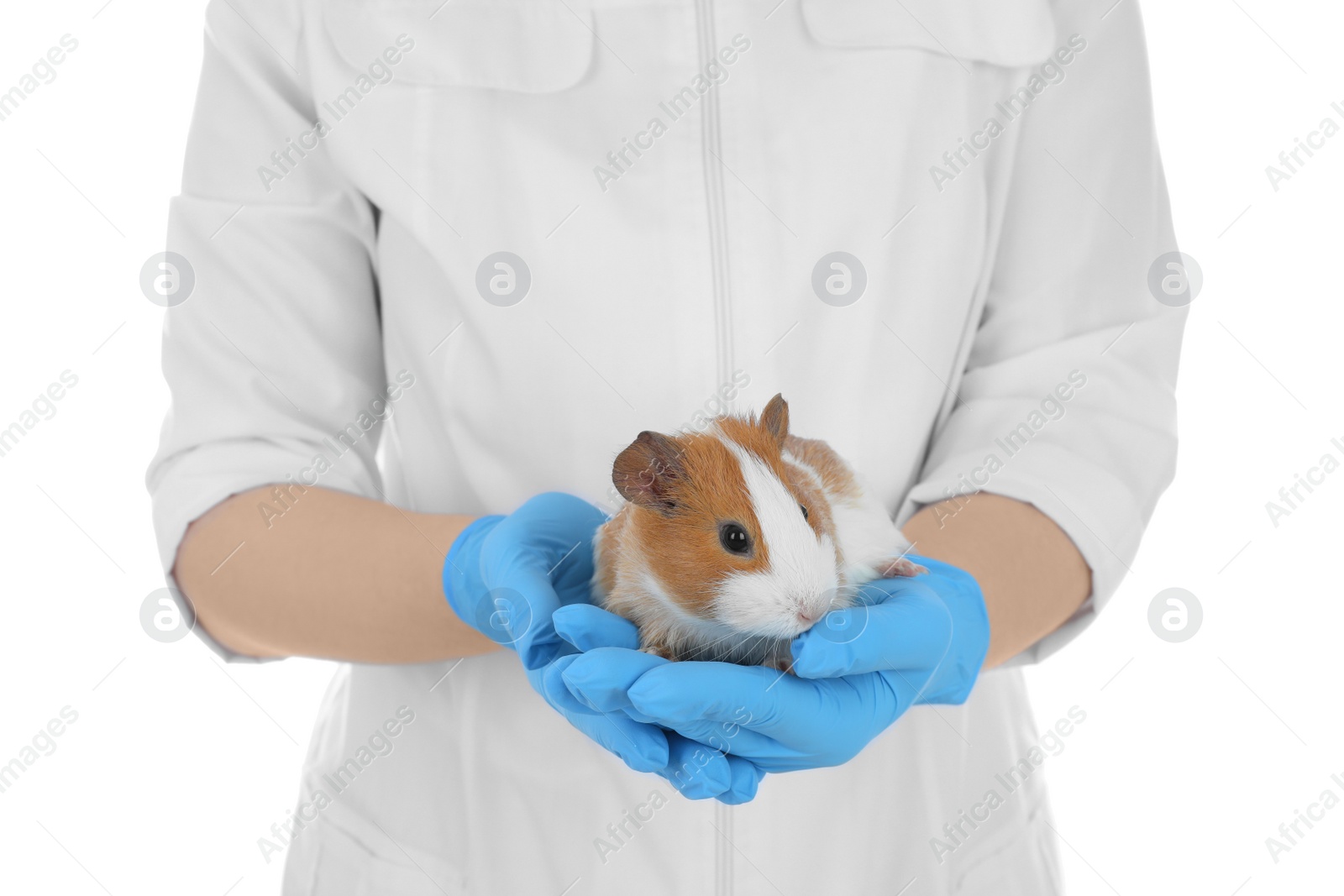 Photo of Scientist holding guinea pig on white background, closeup. Animal testing concept