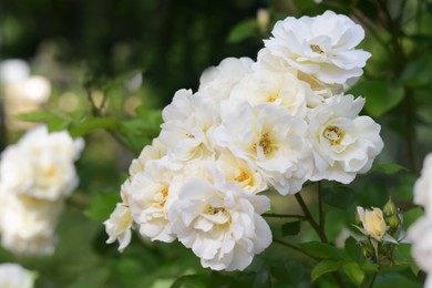 Photo of Beautiful white rose flowers blooming outdoors, closeup