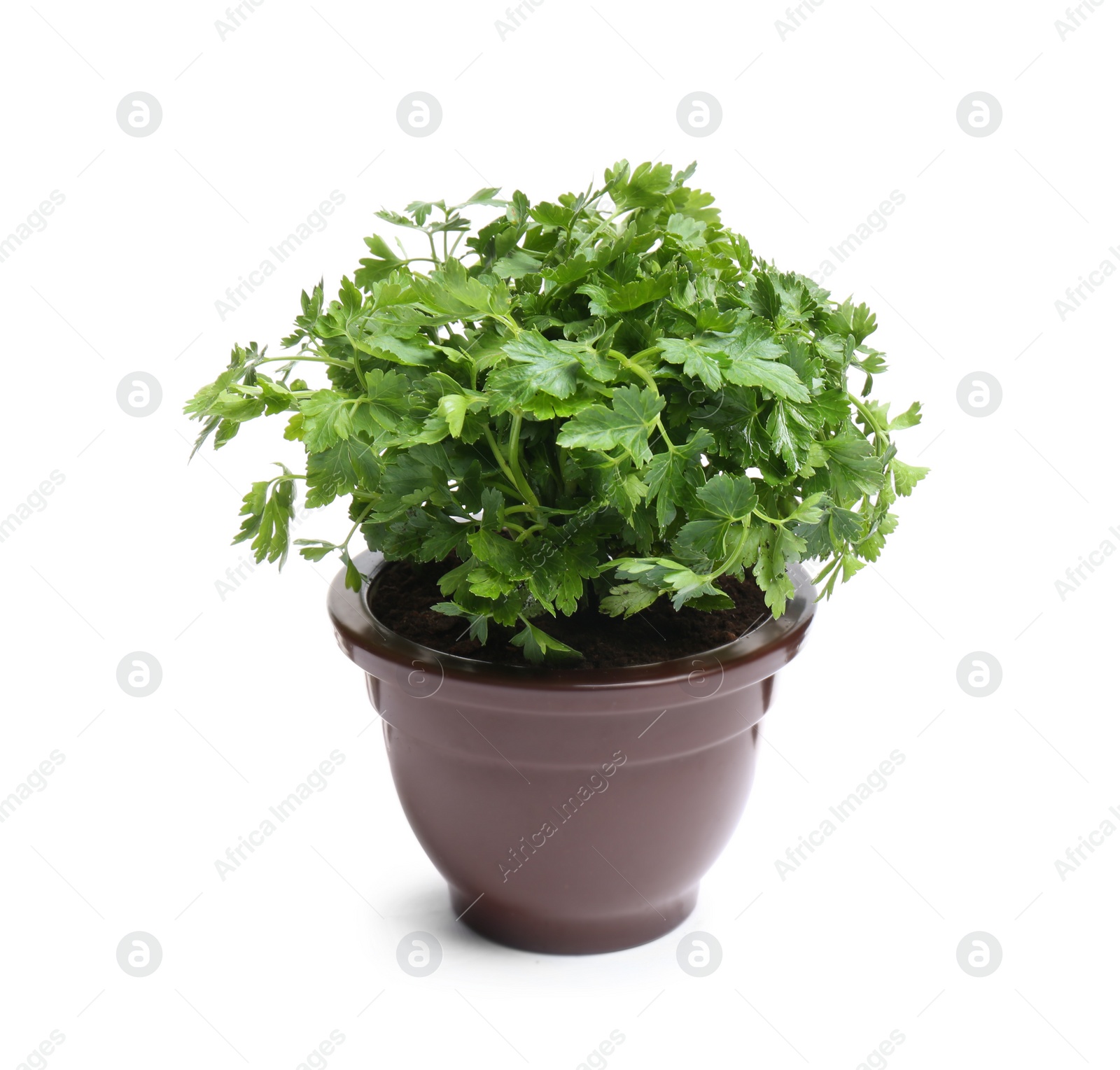 Photo of Fresh green organic parsley in pot on white background