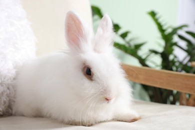 Fluffy white rabbit on sofa indoors. Cute pet