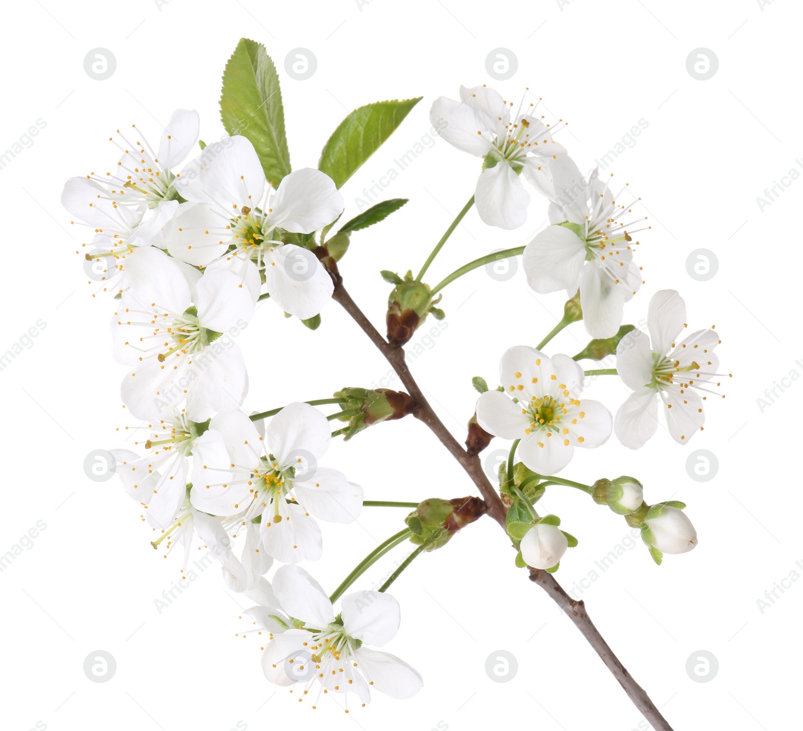 Photo of Spring branch with beautiful blossoms and leaves isolated on white