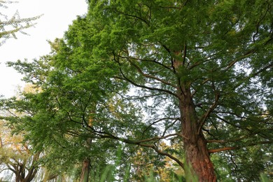 Photo of Beautiful tree with green leaves growing outdoors, low angle view