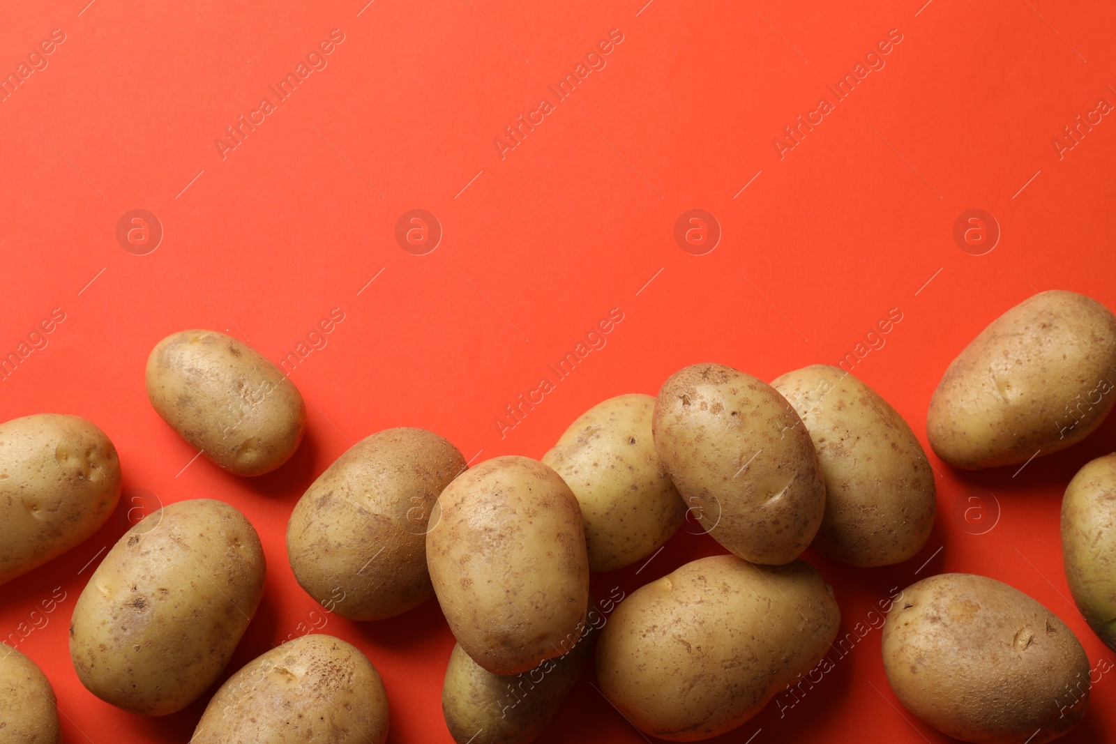 Photo of Many fresh potatoes on red background, flat lay. Space for text