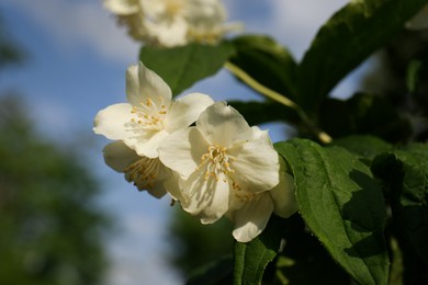 Photo of Beautiful blooming white jasmine shrub outdoors on sunny day, closeup