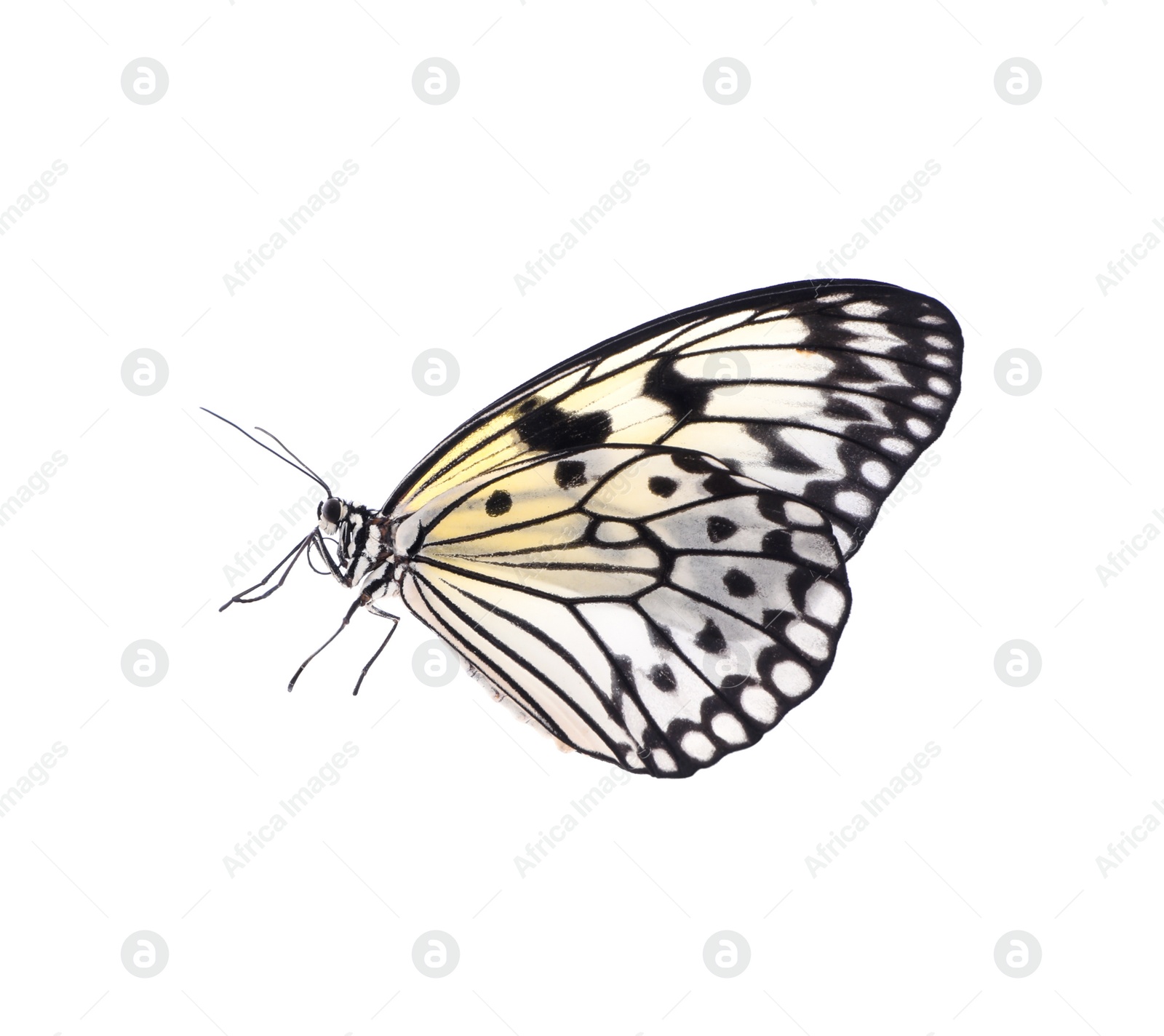 Photo of Beautiful rice paper butterfly isolated on white