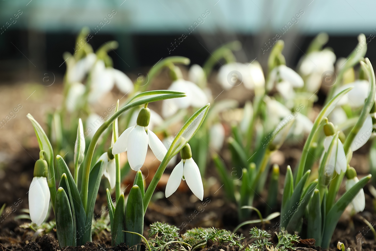 Photo of Beautiful snowdrops growing outdoors. Early spring flowers