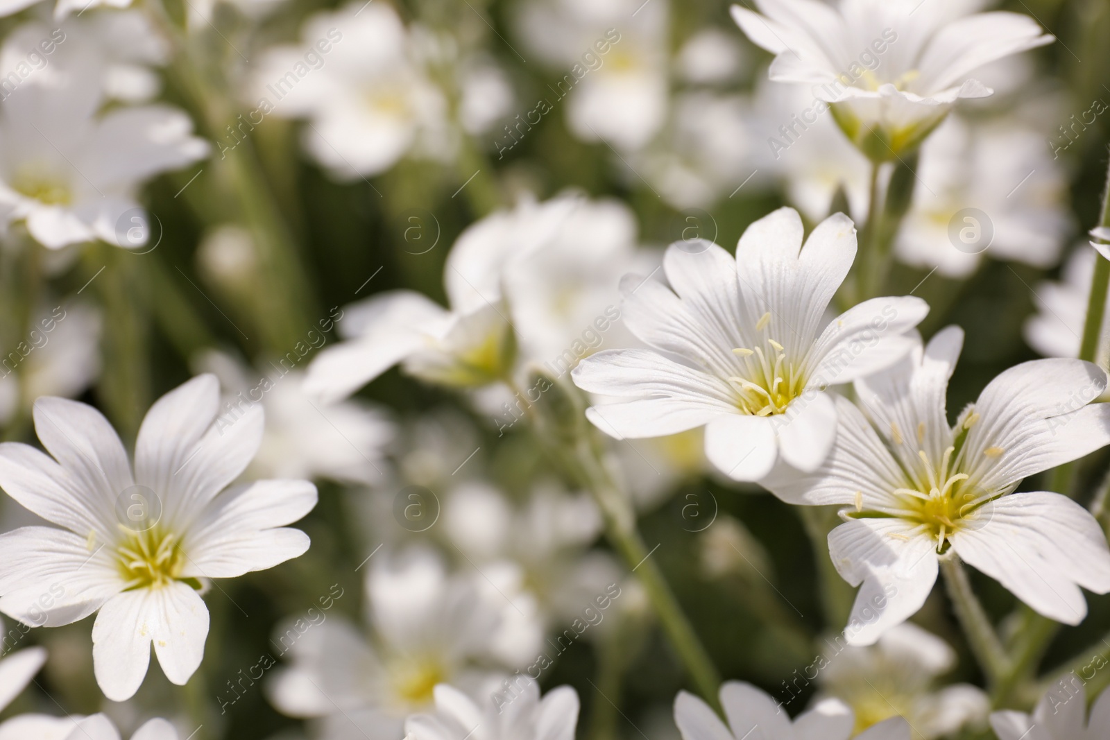 Photo of Closeup view of beautiful white meadowfoam field