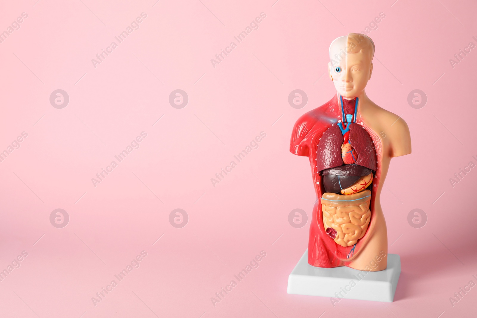 Photo of Human anatomy mannequin showing internal organs on pink background. Space for text