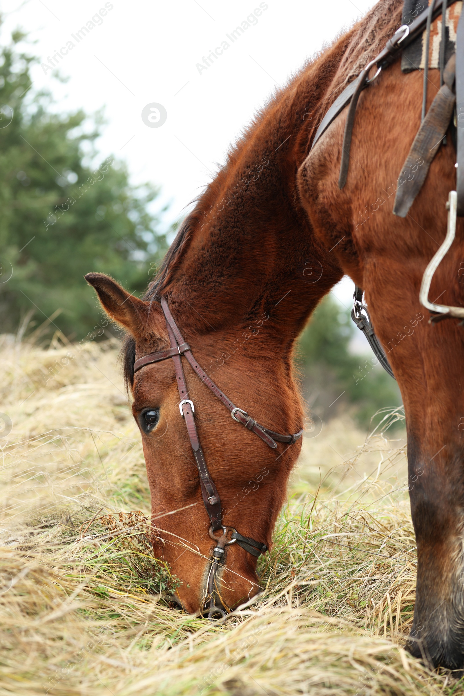 Photo of Adorable chestnut horse grazing outdoors. Lovely domesticated pet