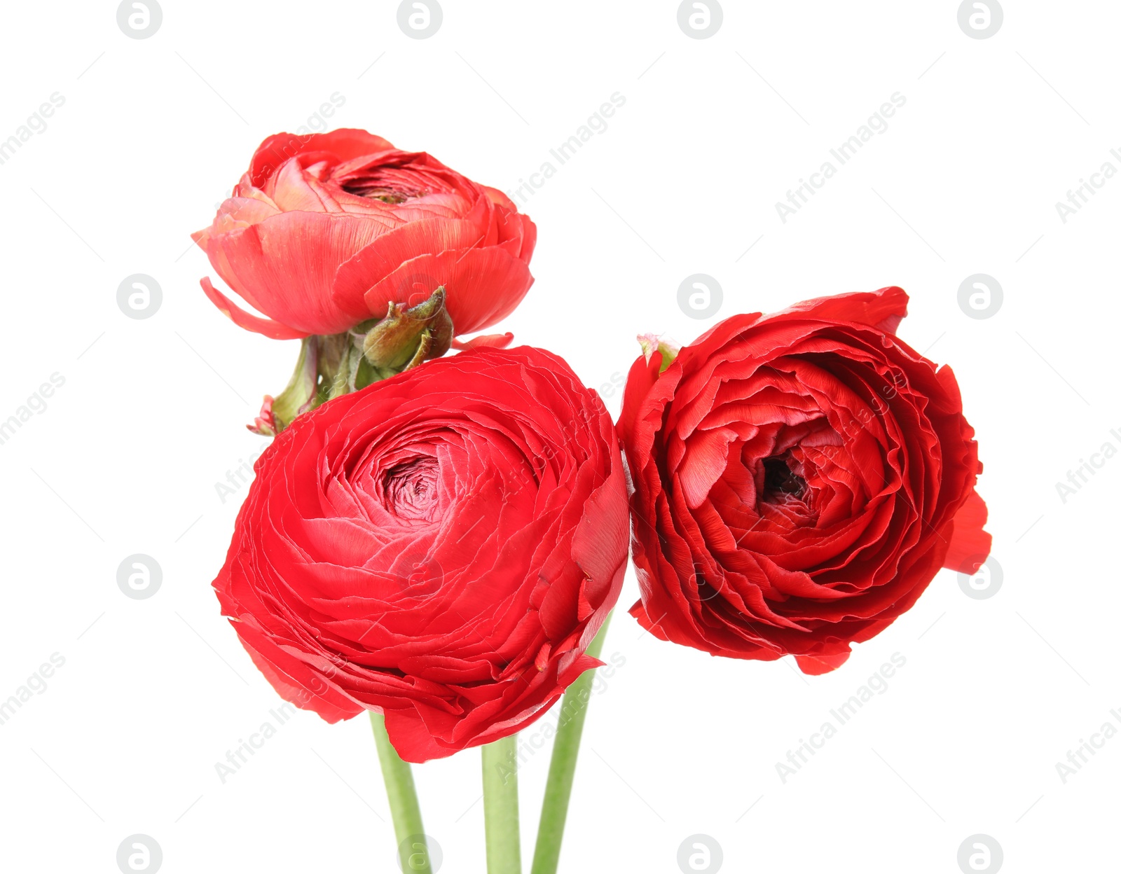 Photo of Beautiful spring ranunculus flowers isolated on white