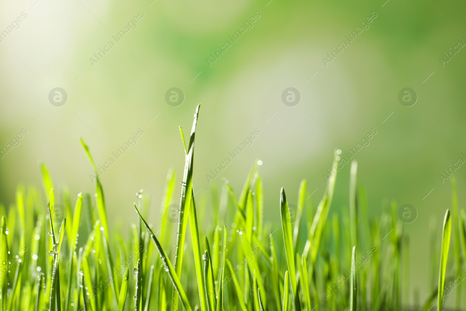 Photo of Green wheat grass with dew drops on blurred background, closeup