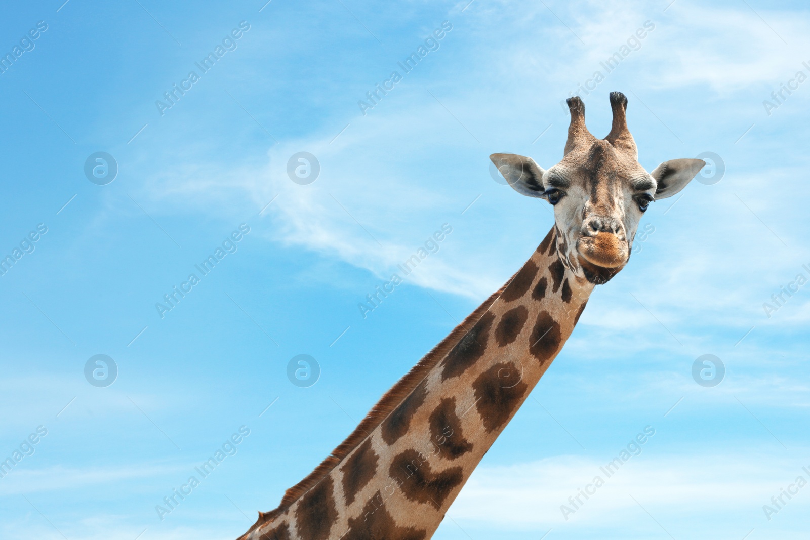 Photo of Closeup view of Rothschild giraffe at enclosure in zoo