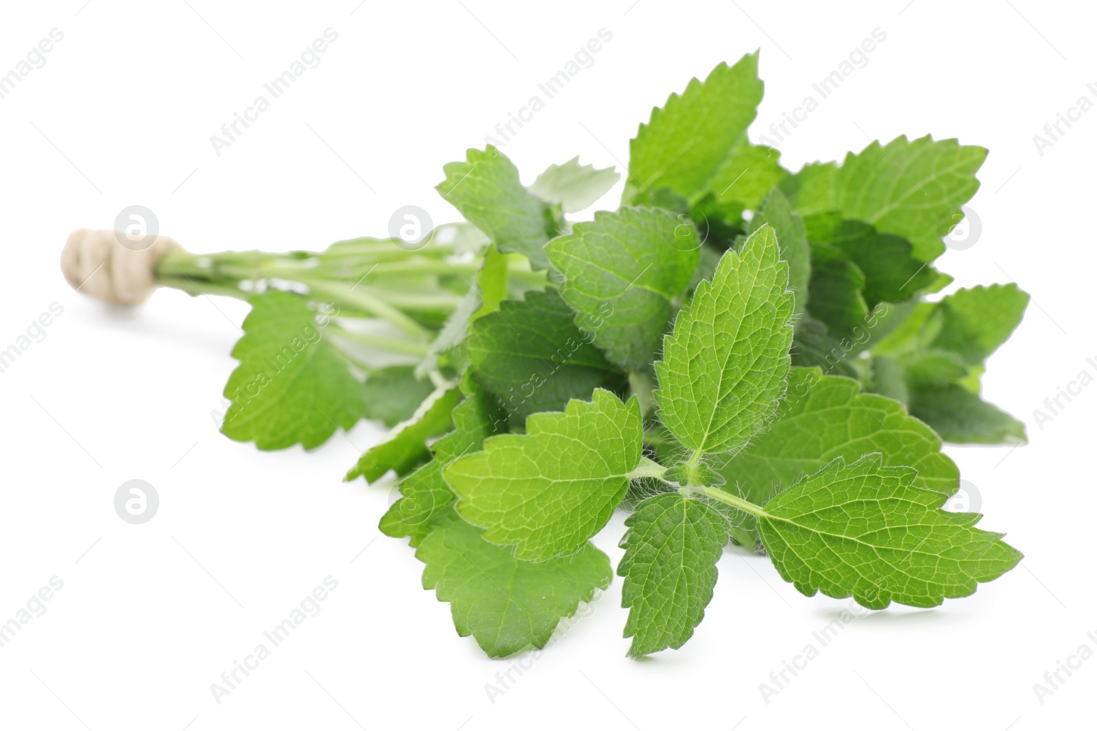 Photo of Bunch of fresh green lemon balm isolated on white