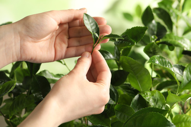 Photo of Farmer holding green leaves near tea plant against blurred background, closeup