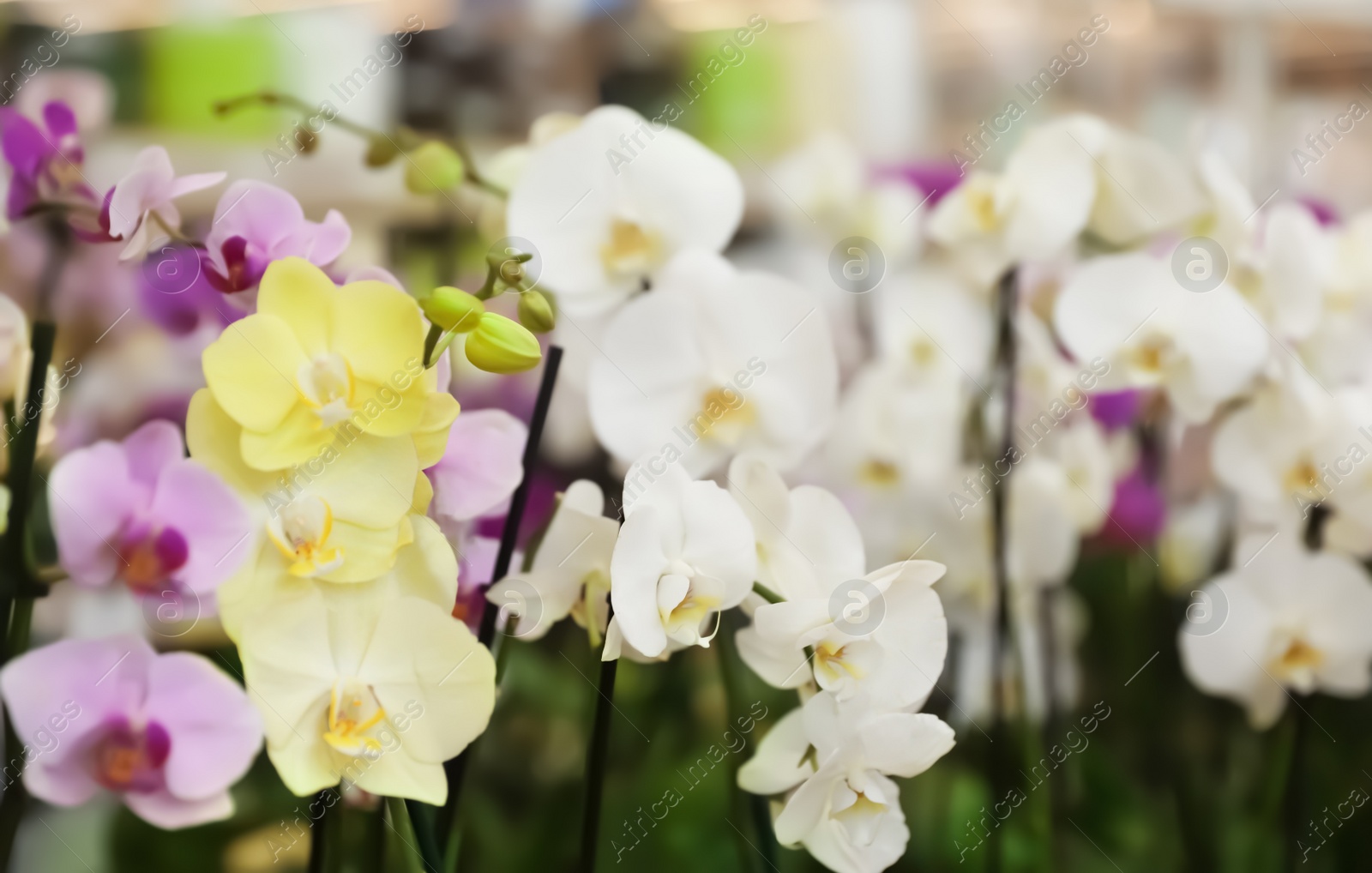 Photo of Beautiful blooming tropical orchid flowers in store. Space for text