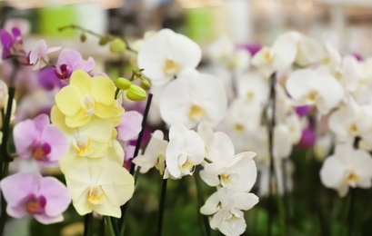 Photo of Beautiful blooming tropical orchid flowers in store. Space for text