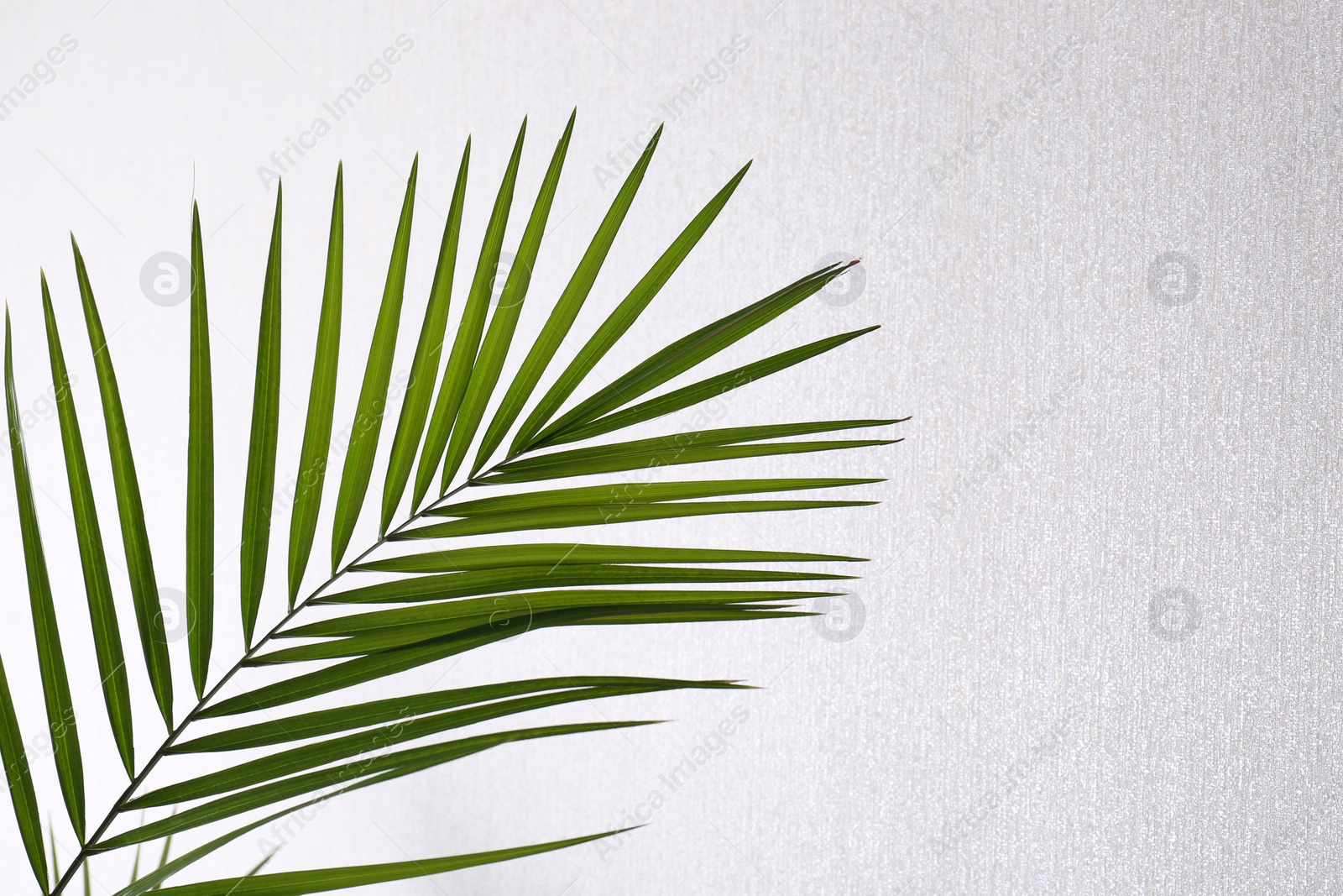 Photo of Green beautiful tropical leaf near white wall. Space for text