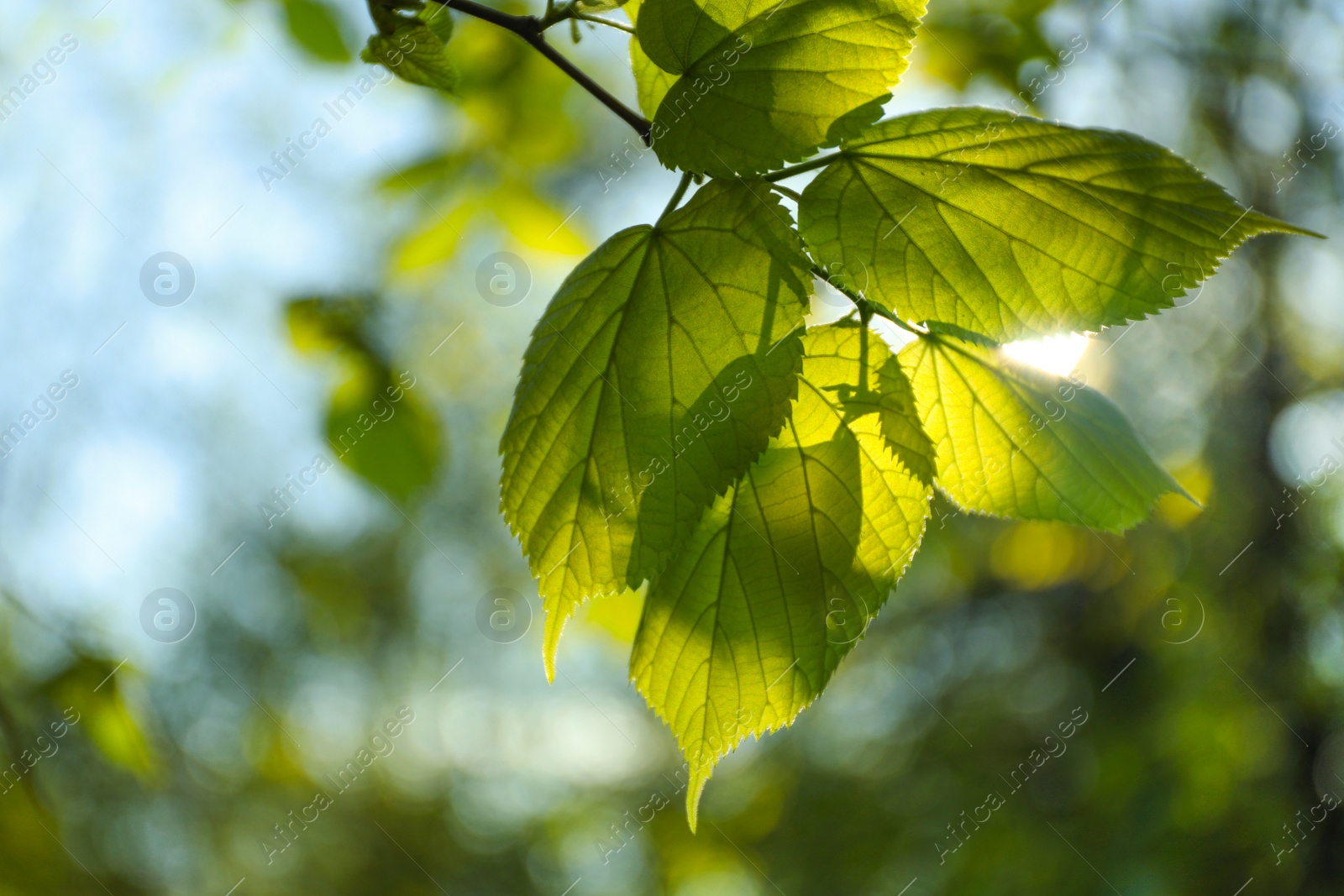 Photo of Tree branch with green leaves on sunny day