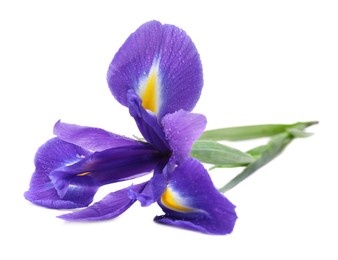 Photo of Beautiful violet iris flower with water drops isolated on white