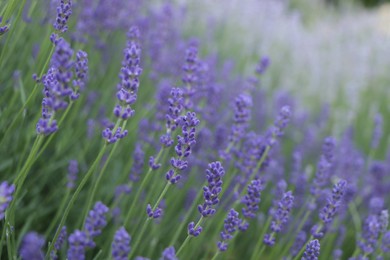 Beautiful blooming lavender plants in field, closeup