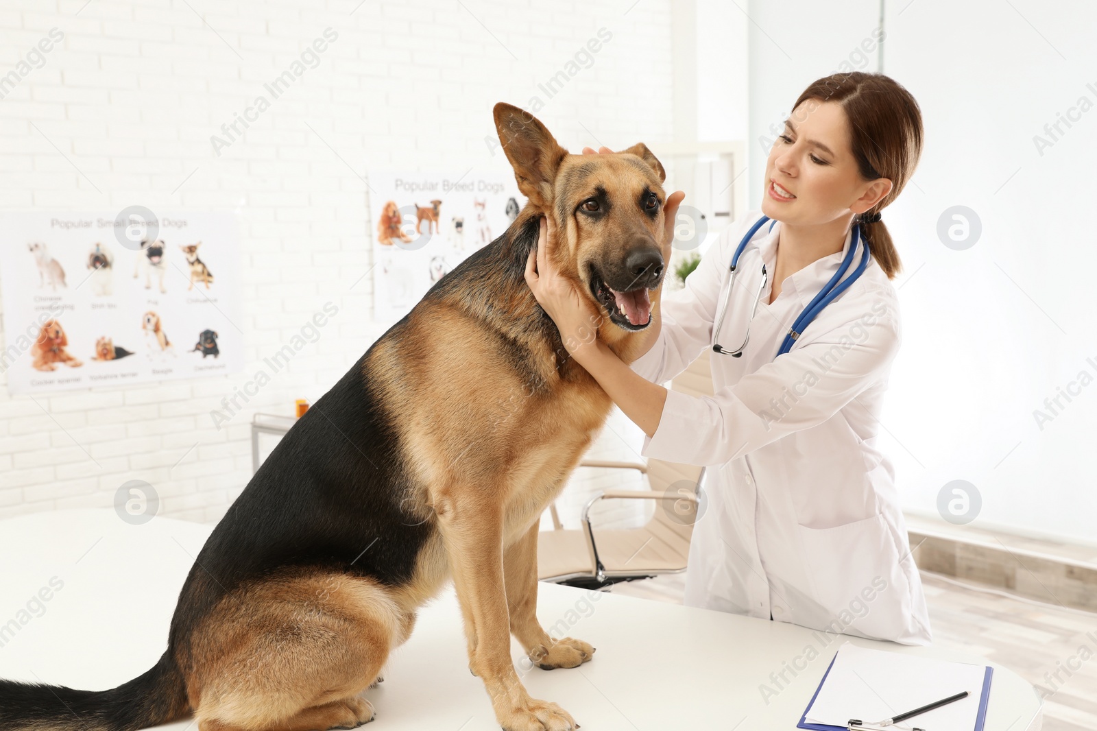 Photo of Professional veterinarian examining dog's ears in clinic