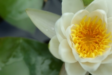 Photo of Beautiful white lotus flower in pond, closeup
