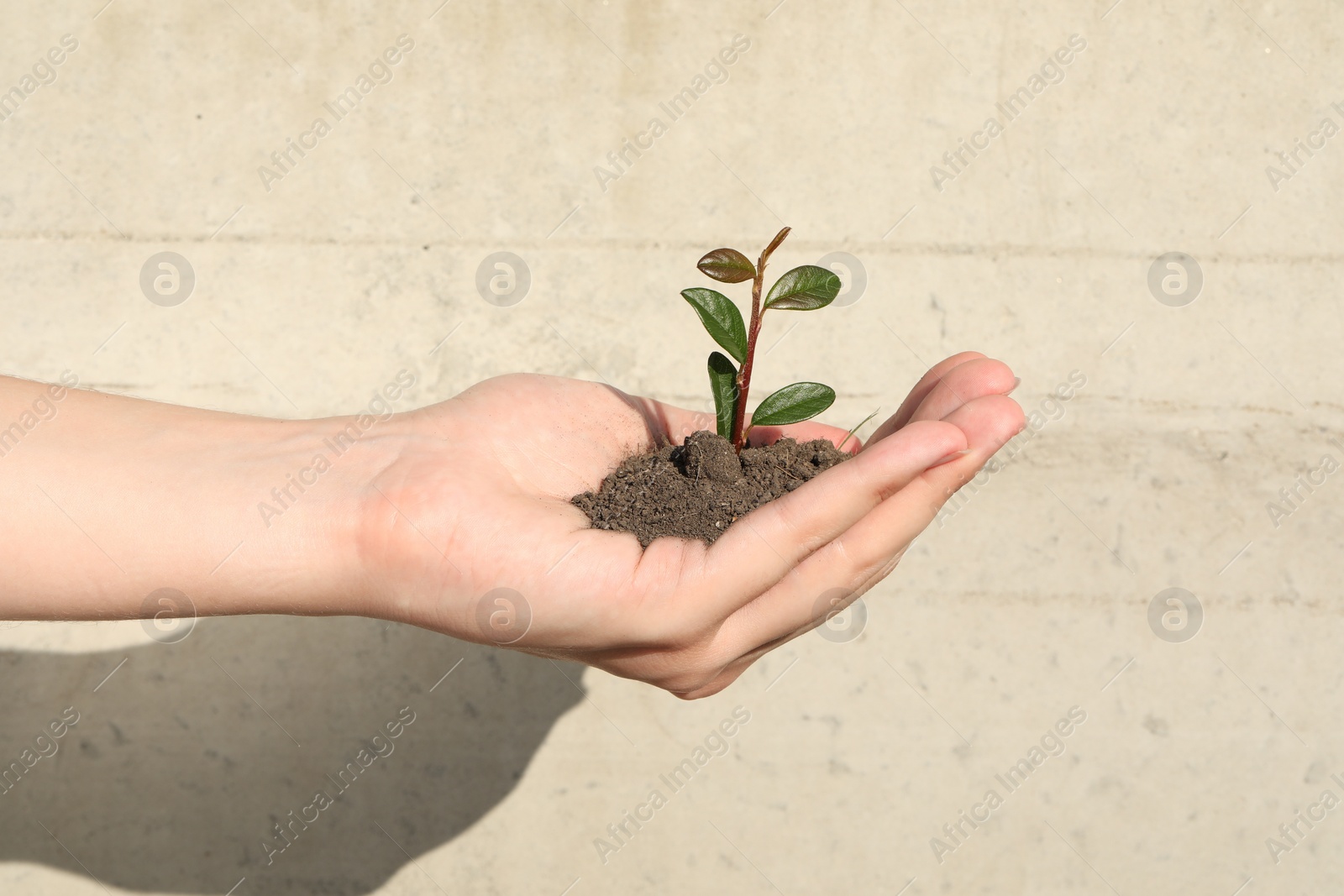 Photo of Woman holding soil with young green seedling near white wall, closeup