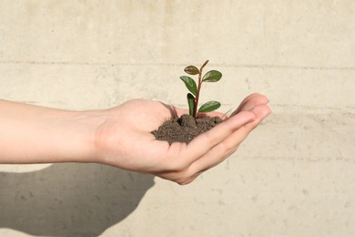 Woman holding soil with young green seedling near white wall, closeup