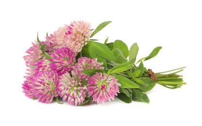 Photo of Beautiful blooming clover flowers on white background