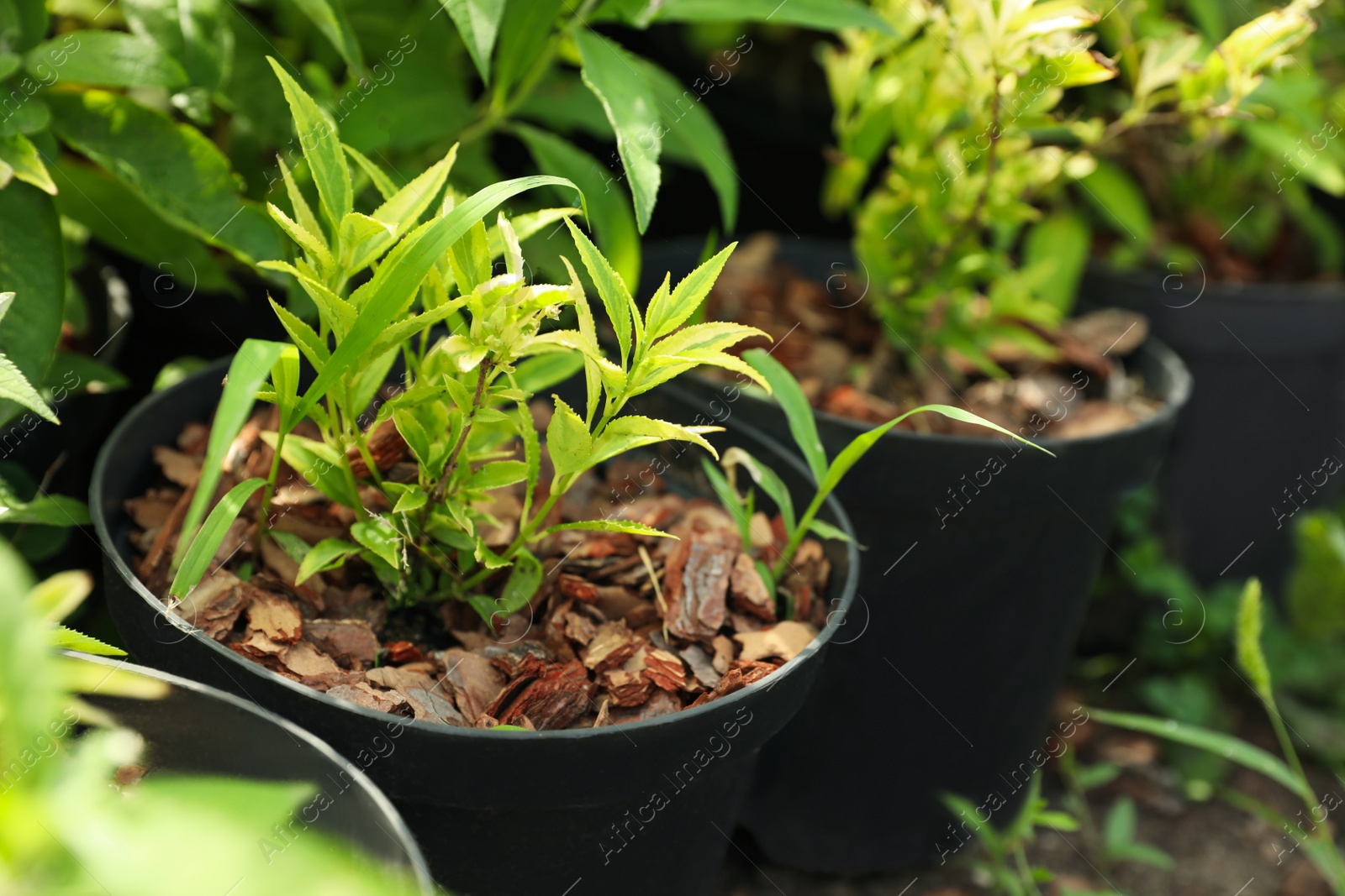 Photo of Green trees in pots, closeup. Gardening and planting