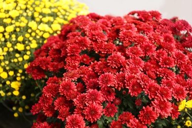 Beautiful blooming chrysanthemum flowers in shop, closeup